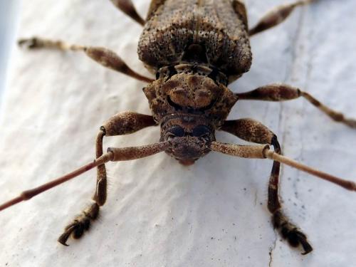 Lagocheirus araneiformis insulorum
